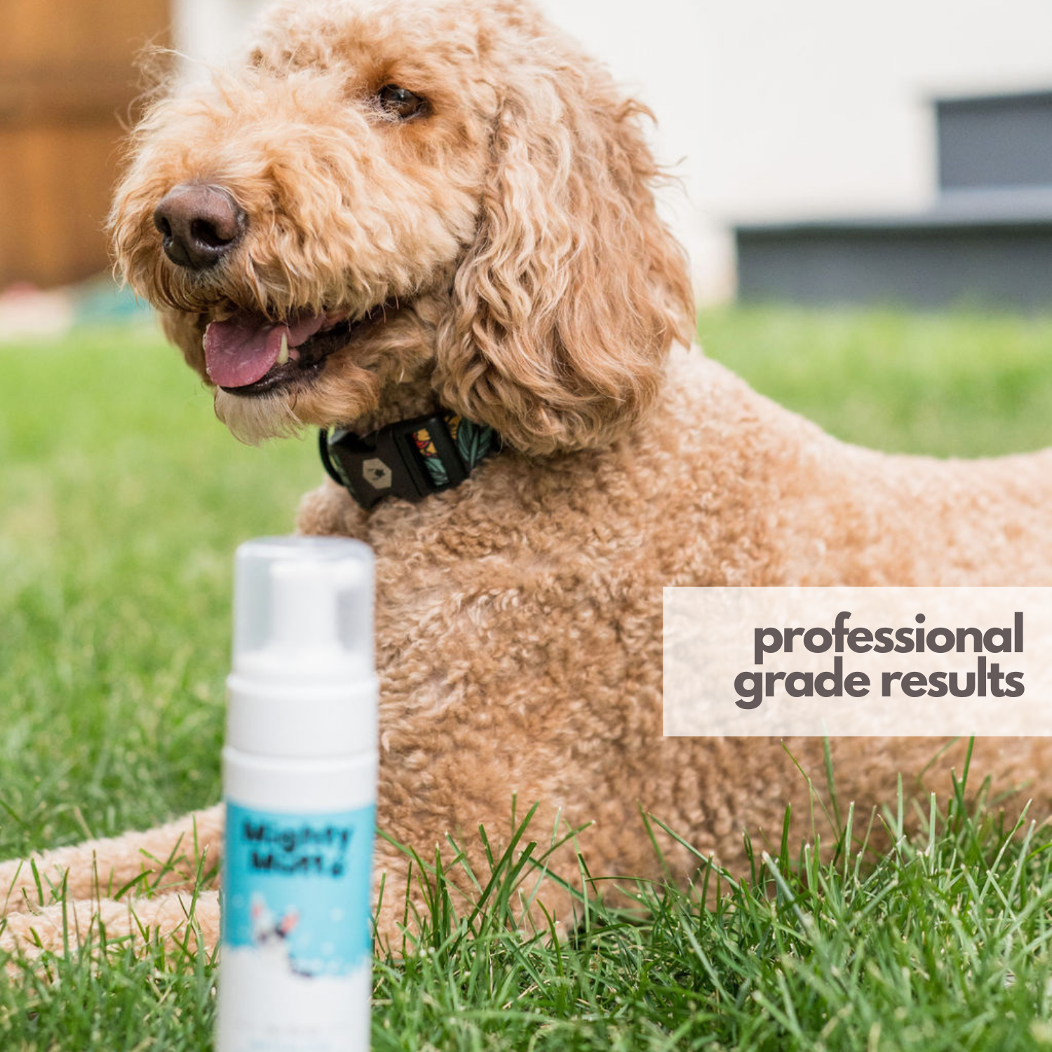 Spring Essentials For Dogs: 8 Must-Have Products - TMSAHM