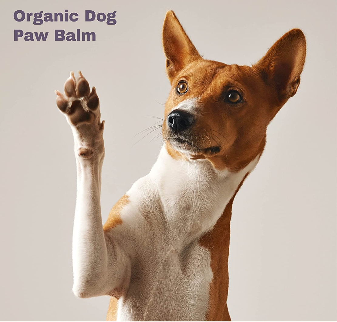 Healing online paw balm
